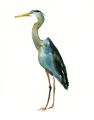 Heron Island
